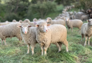 Conservation Grazing: A Natural Solution to Taming the Wild