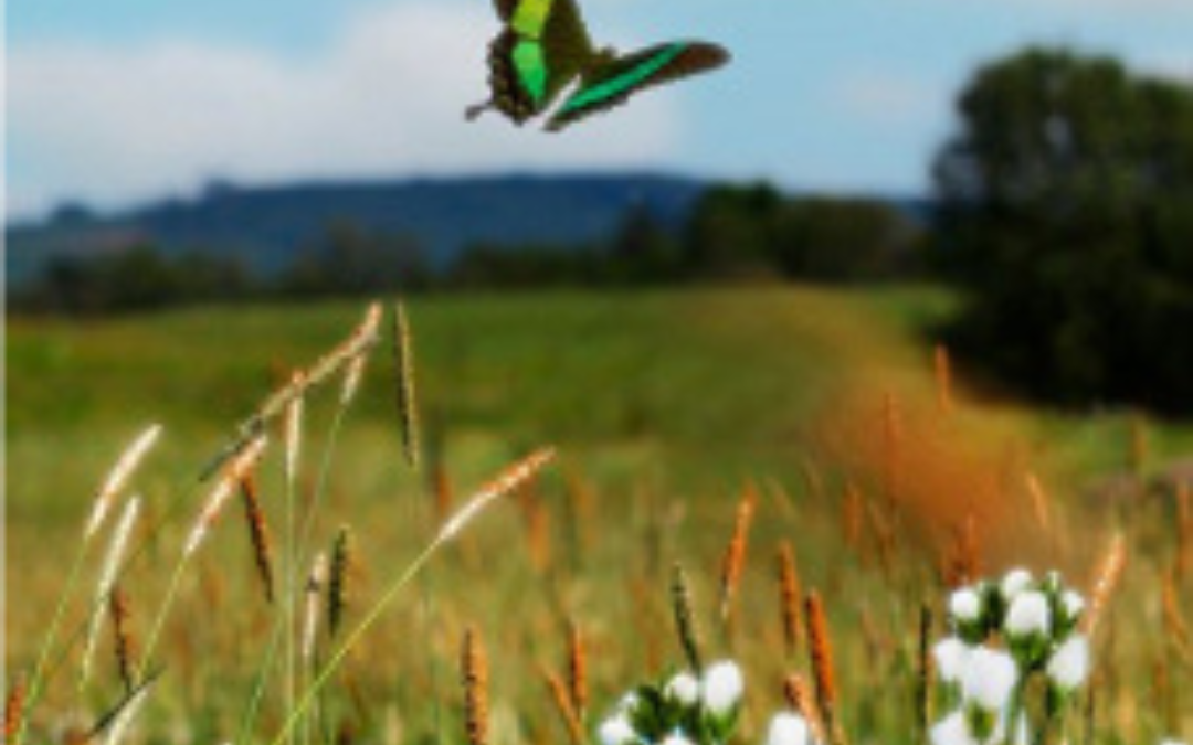 Useful Tips to Follow for Wildflower Meadows Management