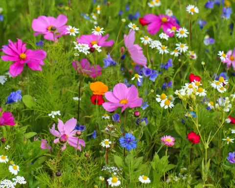 Pink and purple wildflowers