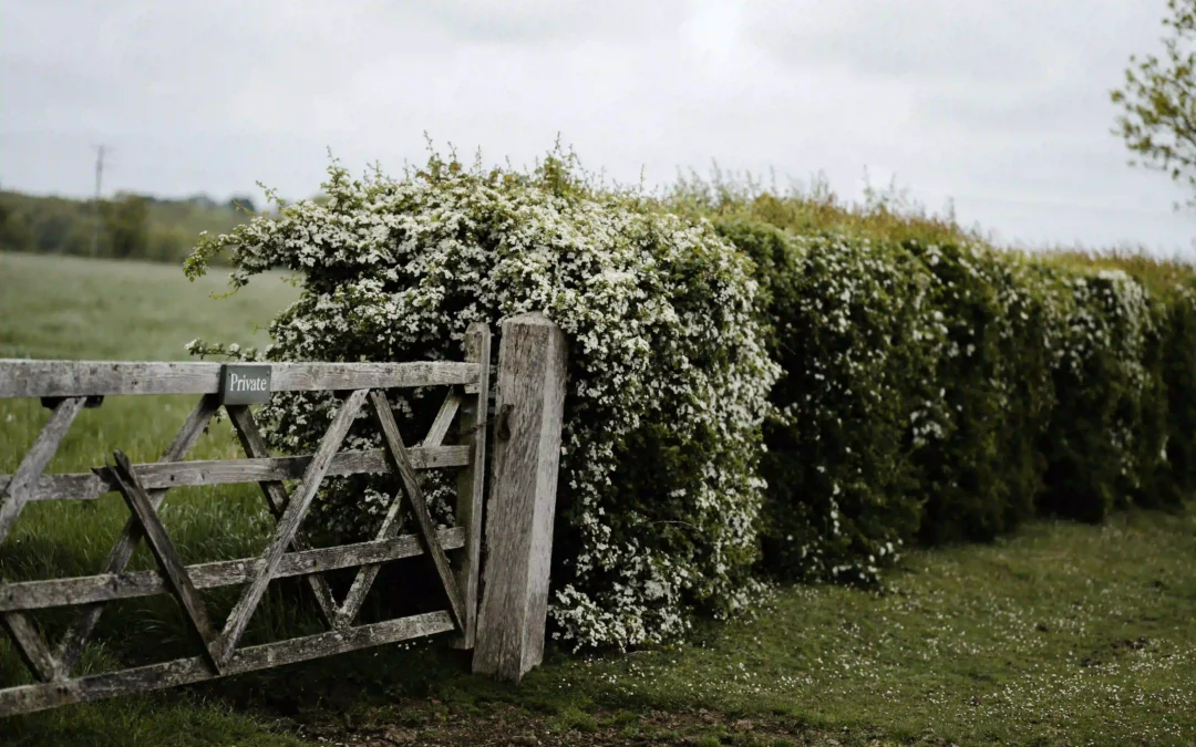 Surrey hills hedgerow